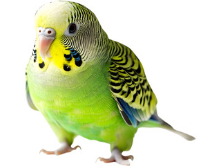 Green budgerigar isolated on transparent background. Cute domestic parakeet for pet, nature, and wildlife themed designs.