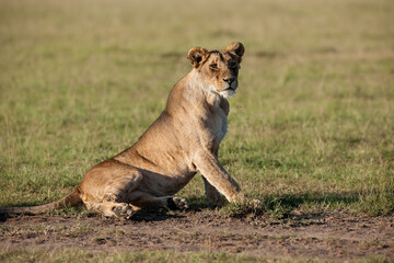 lion cub in the savannah