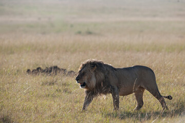 lion cub in the savannah