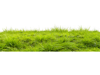 Dense green grass strip isolated on transparent background. Realistic vegetation element for landscaping and environmental visuals.