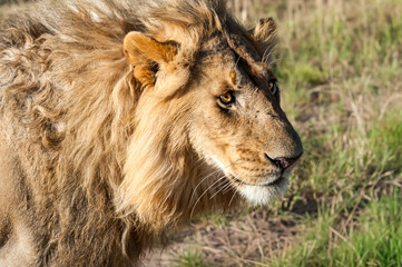 lion in the grass
