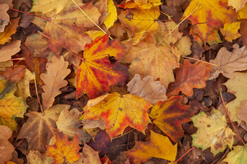 Bunt verfärbte Ahornblätter auf dem Boden liegend, Deutschland