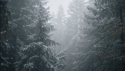 Drifting snowflakes dusting tall spruce and fir trees in misty forest, with snow-laden branches