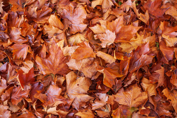 Verfärbte nasse Ahornblätter auf dem Boden liegend, Deutschland