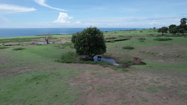 An aerial medium shot circling a lush, solitary tree standing amidst a dry, green savanna. Beneath the tree, water buffaloes (Asian Bubalus Bubalis) are bathing in a small, muddy pool.
