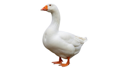 Fototapeta premium Isolated goose with orange beak standing, domestic waterfowl animal in studio shot