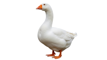 Isolated goose with orange beak standing, domestic waterfowl animal in studio shot