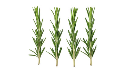 Fototapeta premium Isolated fresh aromatic rosemary sprigs, culinary herb for cooking or aromatherapy uses