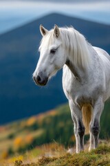 Obraz premium Grey Horse Grazing in Serene Highland Pastures with Stunning Mountain Views in Tranquil Nature Scene