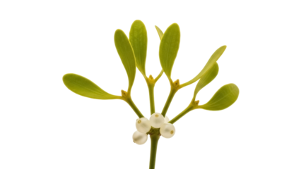 Isolated sprig of European mistletoe with light green leaves and white berries, in detail