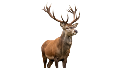 Isolated red deer stag with big antlers standing alert majestic in forest wildlife area