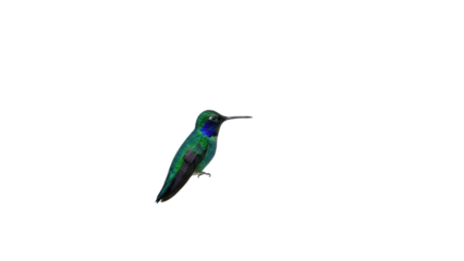 Isolated iridescent hummingbird resting, beautiful bird, tropical wildlife, brilliant plumage