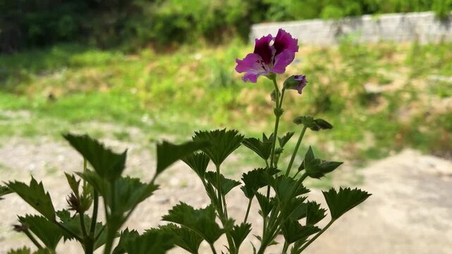 Rembrandt geranium plant blooming flower vivid beauty colorful nature in Iran village countryside terrace courtyard traditional architecture Mediterranean lifestyle summer tourism travel backyard