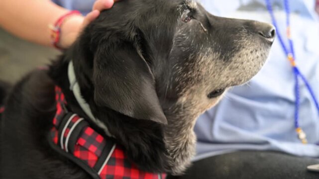 Human hand petting an old faithful dog. A person comforts a senior black canine companion, illustrating the gentle bond of love and care between owner and pet.