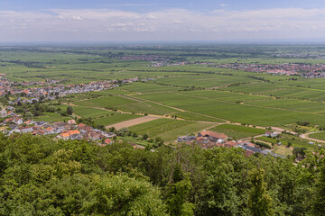 Vineyards in the Rhine plain, around Neustadt an der Weinstrasse, a touristic route through German vineyards