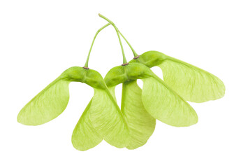 Green Maple samaras