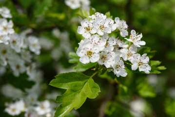 Hawthorn  plant with flowers