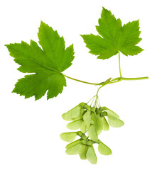 Maple branch with leaves and samaras