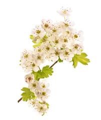 Common Hawthorn flowers