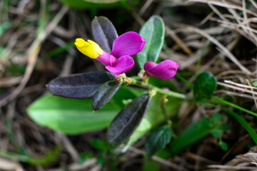 Shrubby milkwort flower