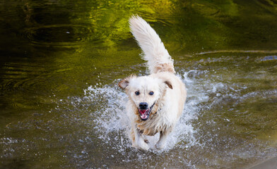 Golden Retriever dog running through shallow river water, splashing and playing outdoors