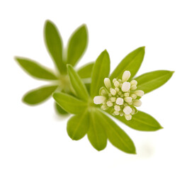 Sweet woodruff plant