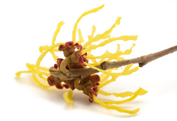 Witch hazel flower