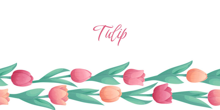 Seamless border with delicate tulips on a white background. The concept of a holiday, spring, women's day, Valentine's day. Vector illustration for postcards, posters, banners