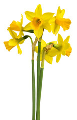 Yellow Daffodil flowers