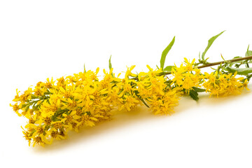 Solidago flowers