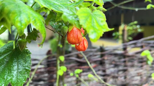 Abutilon pictum native Brazil flowering plant Chinese lantern vivid orange red petals tropical shrub botanical garden fresh flora blooming nature Mazandaran Hyrcanian forest humid climate spring rain