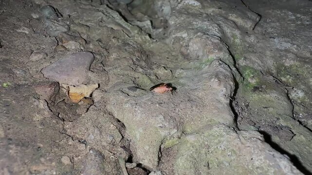 Firefly mating at night glow worm and small beetles mate male female Hyrcanian forest Iran nature summer landscape green insect leaves plant wildflower entomology copulation pairing wonderful night