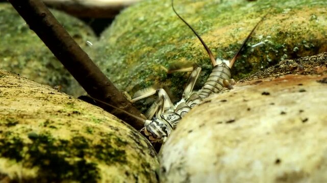 Stonefly nymph (Claassenia sabulosa) crawling towards camera in slow motion, underwater face-on view, macro close-up.