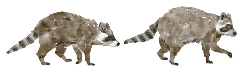 Two watercolor raccoons walking in profile - naturalistic, hand-painted wildlife elements for patterns, borders, childrens’ books and nature illustrations. © Olesya Frolova