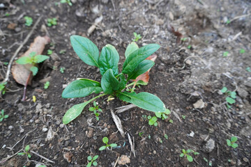 Spinach plants in the vegetable garden or greenhouse. Young spinach seedlings in ground. Garden work. Concept of new life. Lifestyle of self-sufficiency. Concept of farming and gardening.
