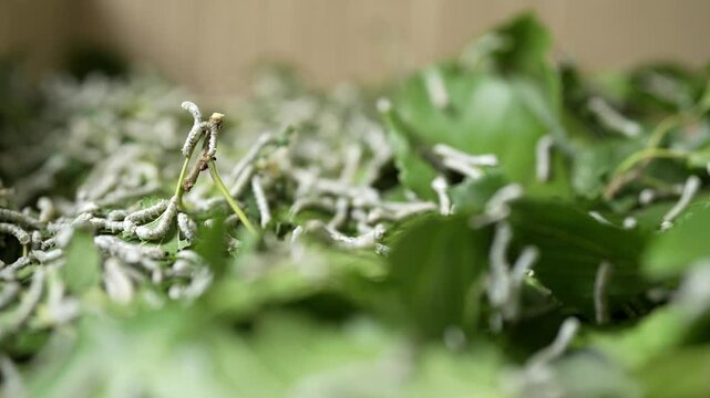 Tiny White silkworm Produce Silk by Eat Green Mulberries Leaves Agriculture Animal Background Fabric Farm Fiber Industry Larva Macro Silkworm Rearing Natural Summer Thread Traditional Iran Tehran