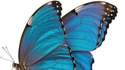 Closeup of Blue Butterfly Wings