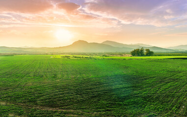 beautiful green spring dawn in a farmland agricultural field with rows of young plant growth and nice sunset sun above mountains on background