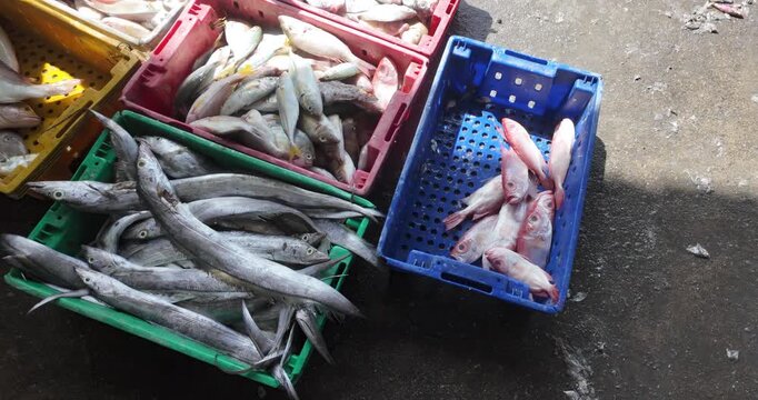 Various types of freshly caught fish, including long silver ribbonfish and small red snapper, sorted into colorful plastic crates at a dock. ( slow motion )