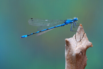 Azurjungfern (Coenagrion) Kleinlibelle, Schlanklibelle © Aggi Schmid