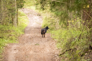 Lonely dog walking on a forest trail in spring woodland. Peaceful nature scene, freedom and adventure concept. Domestic dog Canis lupus familiaris, outdoor lifestyle, hiking path.