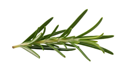 Fototapeta premium Isolated rosemary sprig for culinary herb flavoring and aromatherapy essence ingredient