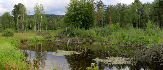 Obraz premium Sumpflandschaft am Waldrand, Bayern, Deutschland, Panorama 