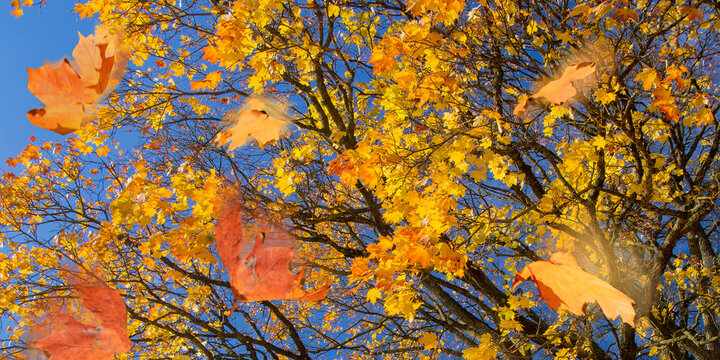 Bunter Laubbaum im Herbst mit herabfallenden Bl&auml;ttern 