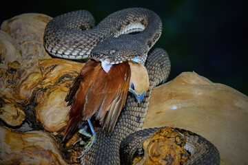 Mangrove pit viper on a tree branch	