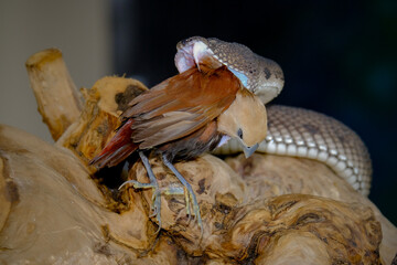 Mangrove pit viper on a tree branch	