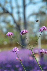 pink flowers in the field