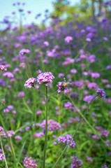 pink flowers in the field