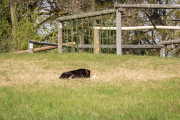 Fototapeta premium Black dog lying and chewing on a bone with Eco-friendly wooden playground obstacle course in the background