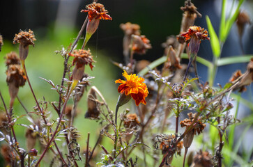 bee on a flower